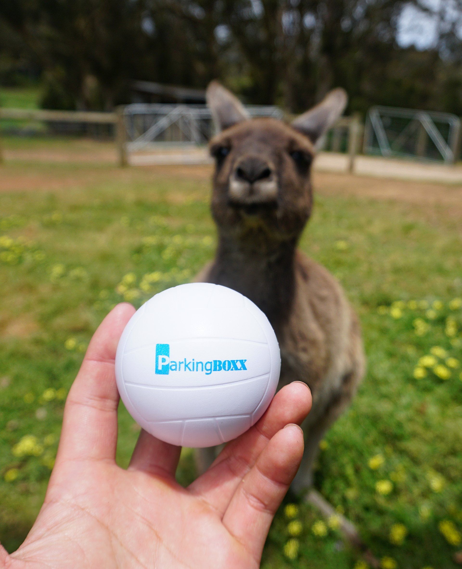 Australia — 2022 Q1 Parking BOXX Ball contest